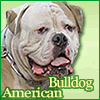 ambulldog, american bulldogs kennel 'Grand Future'
