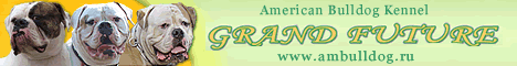 ambulldog, american bulldogs kennel 'Grand Future'