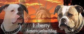 Liberty american bulldog