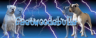 American Bulldog's Kennel EASTWOODSBULLS