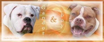 American Bulldog's Kennel 