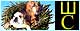 Английский бульдог,Бладхаунд
питомник «Шервудский
Сюрприз», продажа щенков