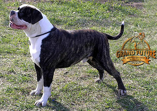 American Bulldog