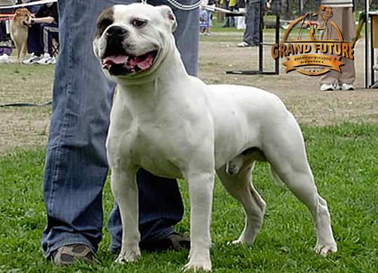 American Bulldog