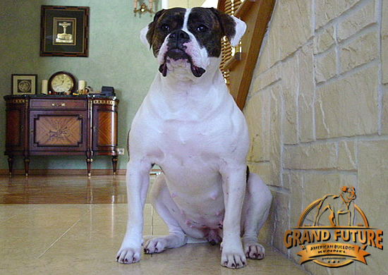 American Bulldog