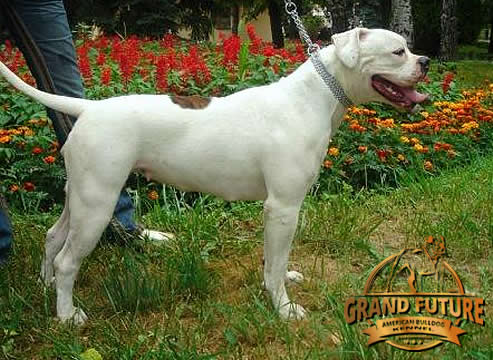 American Bulldog