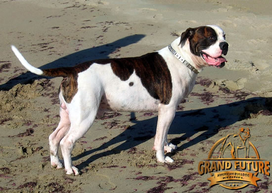 American Bulldog
