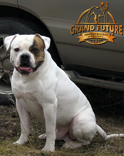 American Bulldog