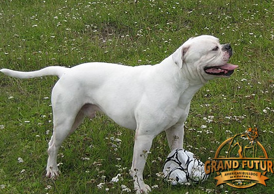 American Bulldog