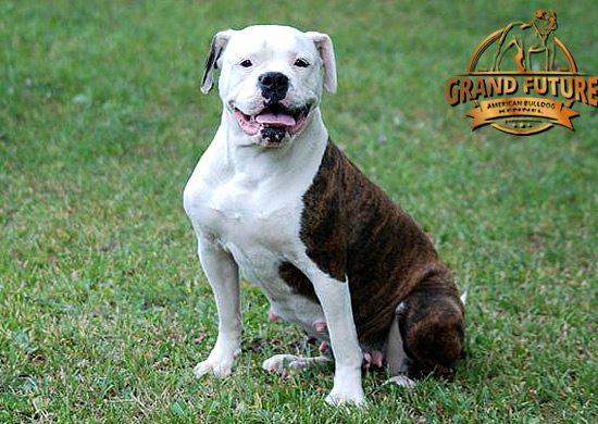 American Bulldog