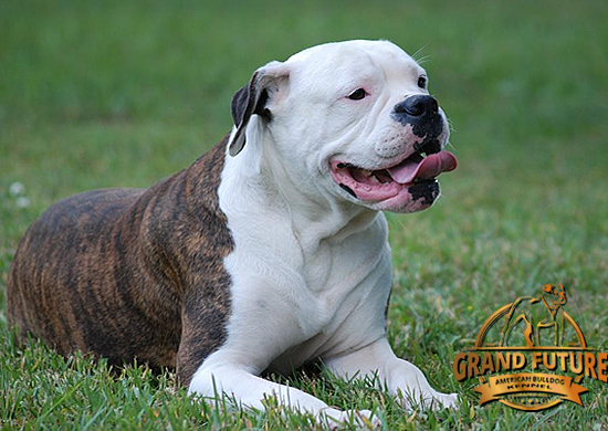 American Bulldog