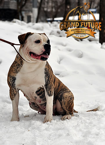 American Bulldog