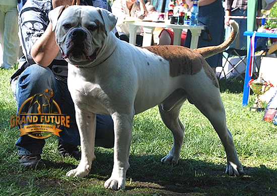 American Bulldog