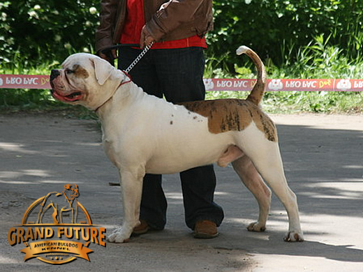 American Bulldog