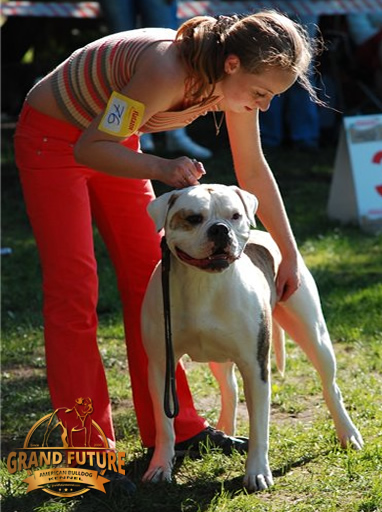 American Bulldog