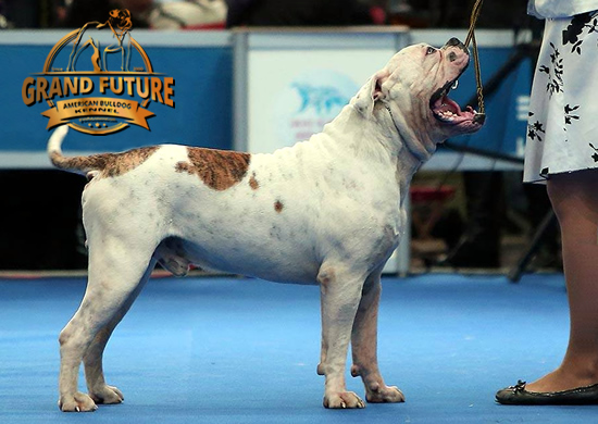 American Bulldog