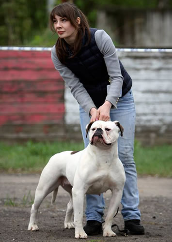 American Bulldog