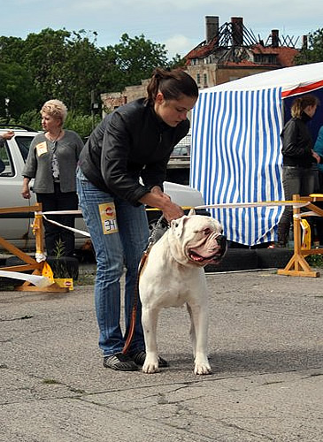 American Bulldog