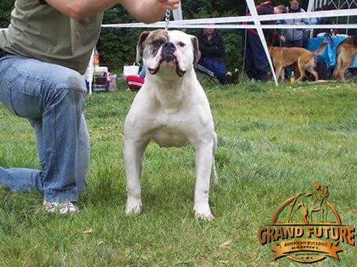 American Bulldog