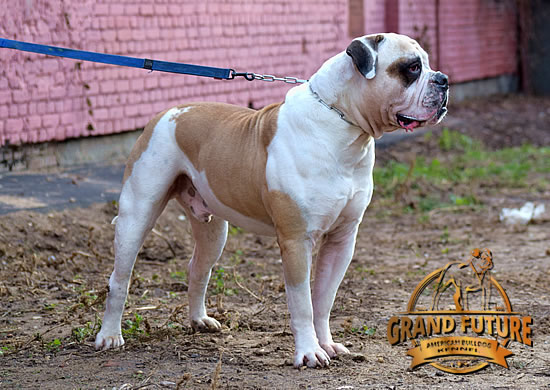 American Bulldog