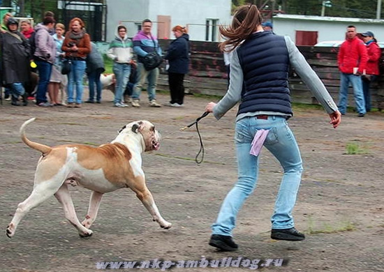 American Bulldog