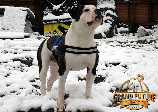 American Bulldog