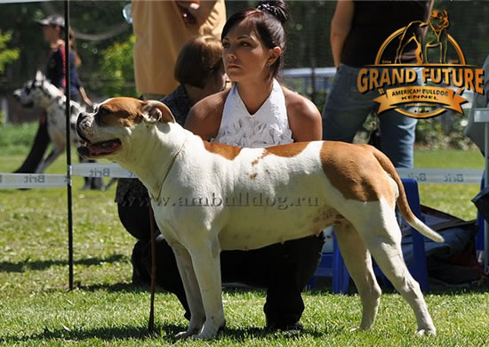 American Bulldog