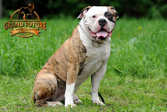 American Bulldog