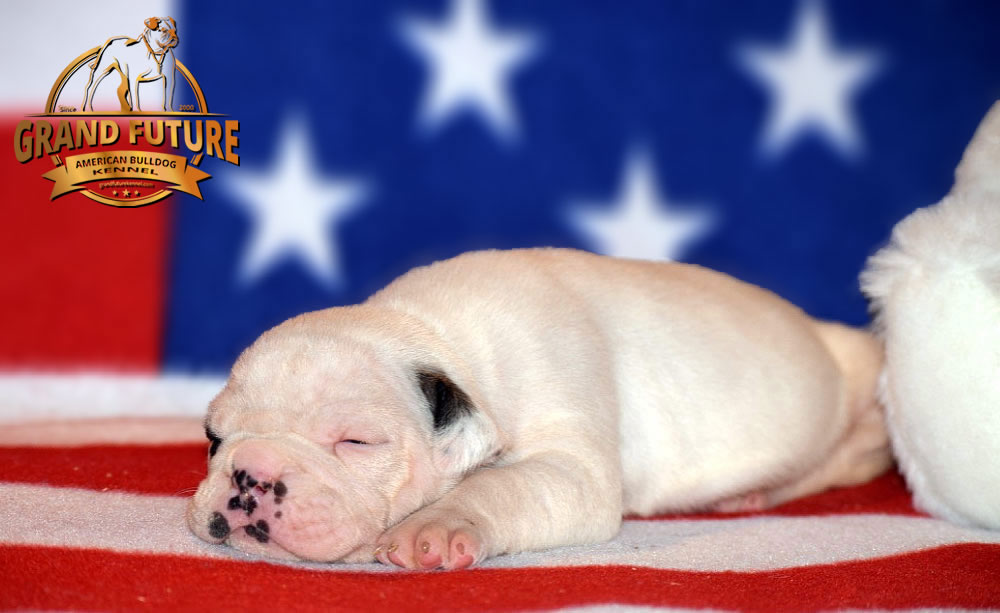 American Bulldog - Grand Future Triumph
