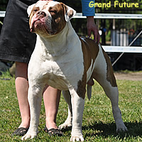 American bulldog Graf