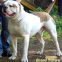 American bulldog Harrycane