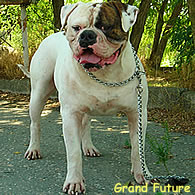 American bulldog Hi Hope
