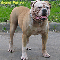 American bulldog Macho