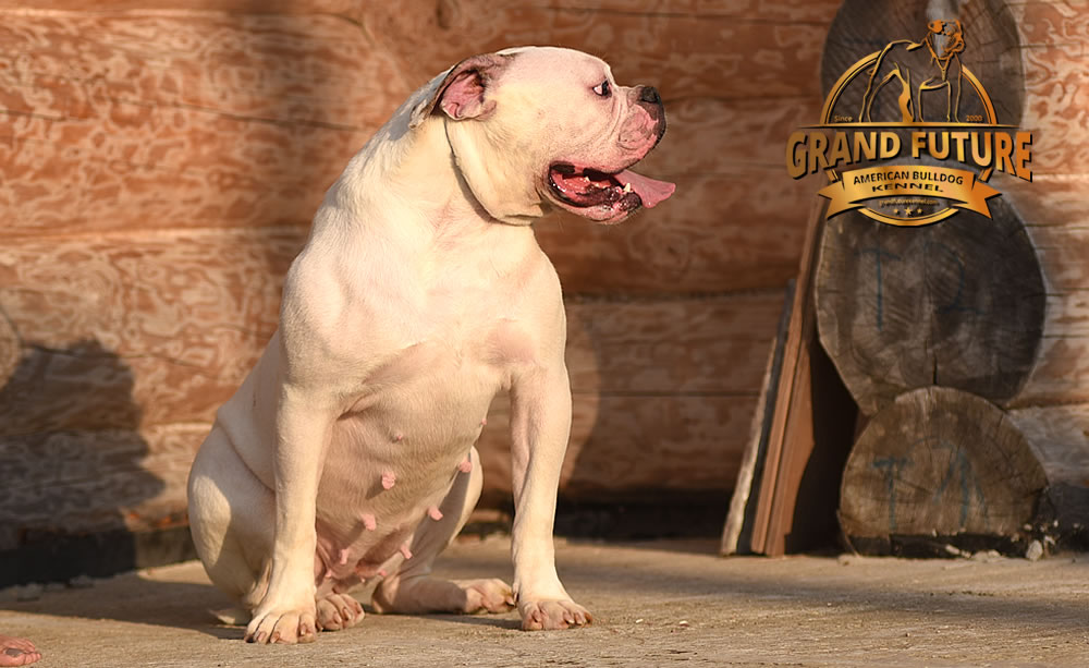 American Bulldog - Grand Future Tenacity