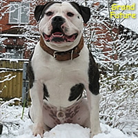 American bulldog Vinzor